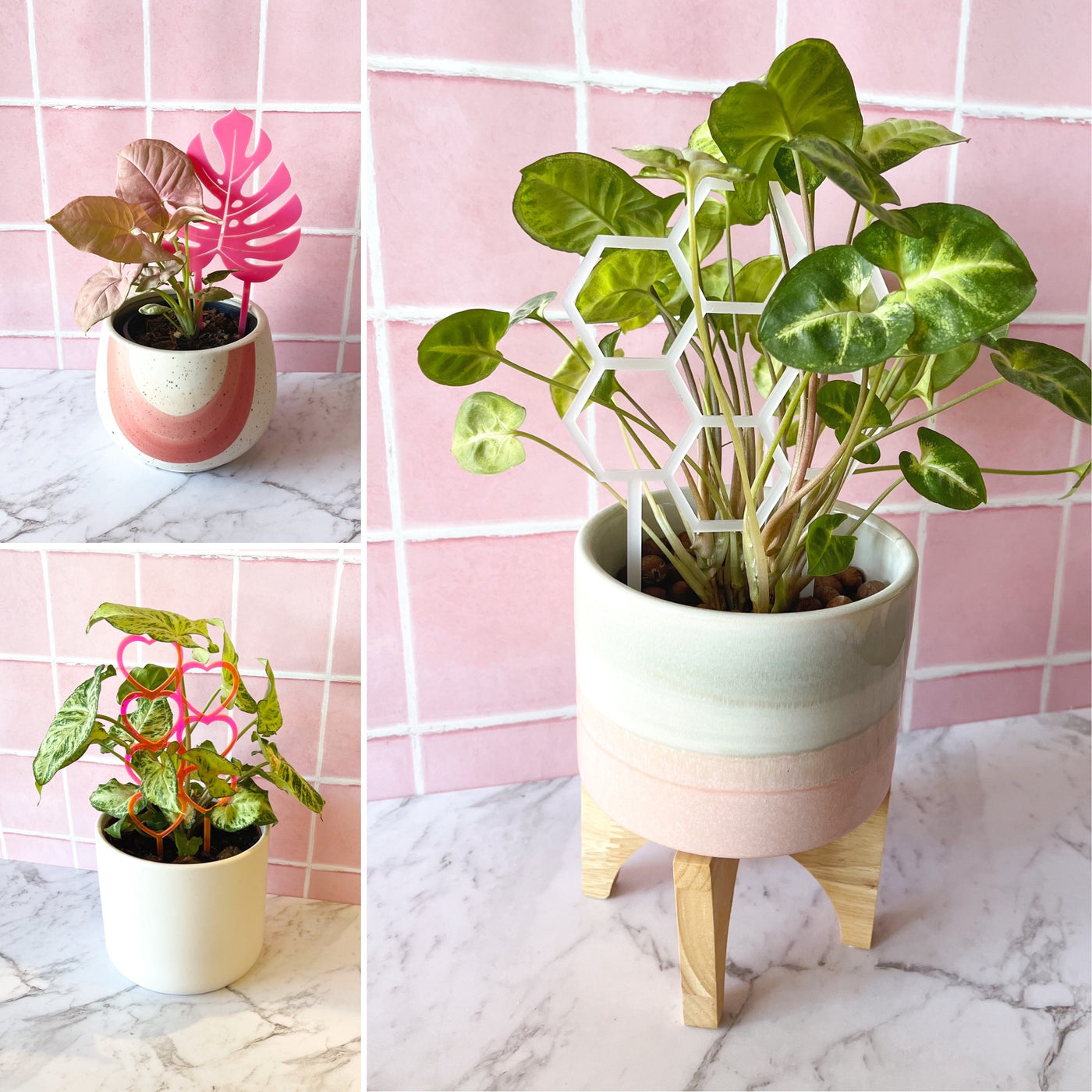 5 Plant Climbers for $30